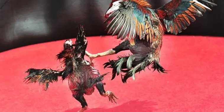 Cách Chơi Đá Gà Sabong Tại 78Win Với Trải Nghiệm Cá Cược Chuyên Nghiệp