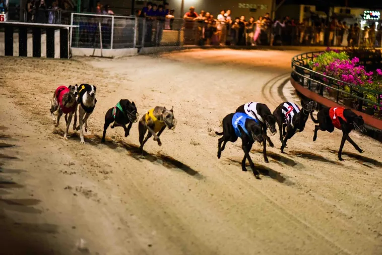 Cách Chơi Game Nhanh Đua Chó Tại 78Win Chuẩn Xác Nhất