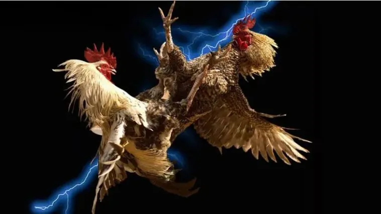 Hướng Dẫn Cách Chơi Đá Gà WS168 78Win Dễ Hiểu Cho Người Mới